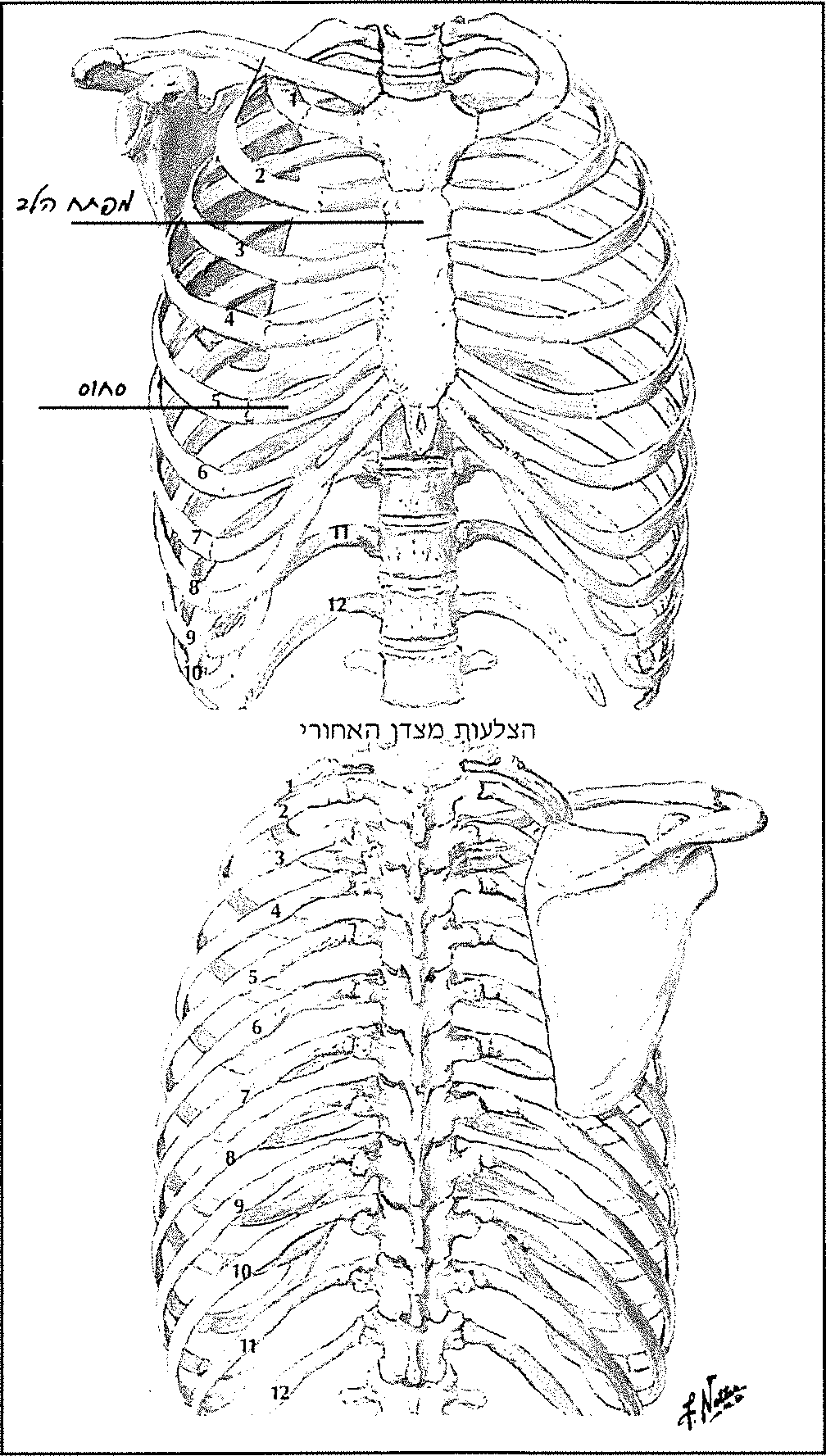 הצלעות מצדן הקדמי והצלעות מצידן האחורי.
